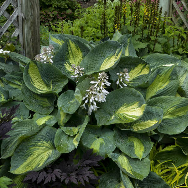 Hosta &#39;Hudson&#39; 1 gal