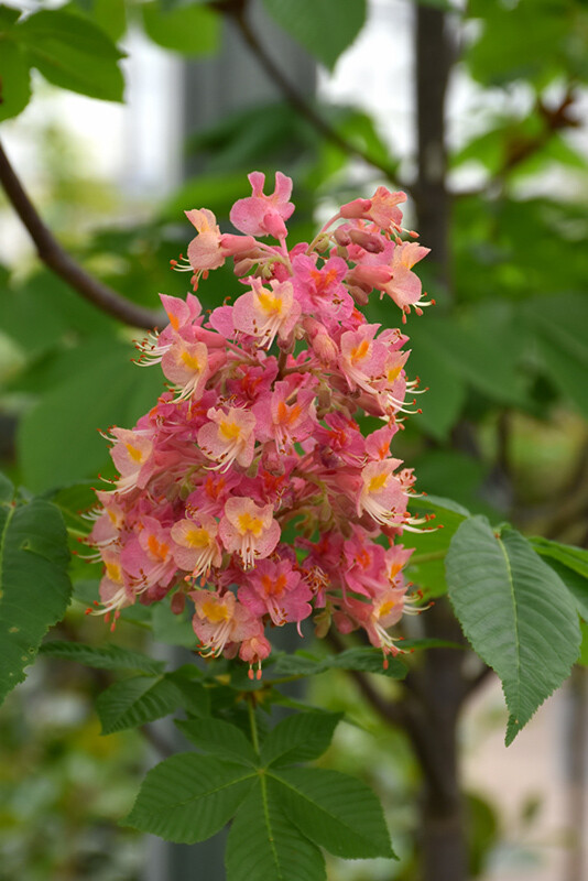 Aesculus x carnea &#39;Fort McNair&#39; 15gal.