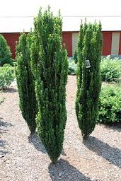 Ilex crenata ‘Sky Pencil’ 7 gal