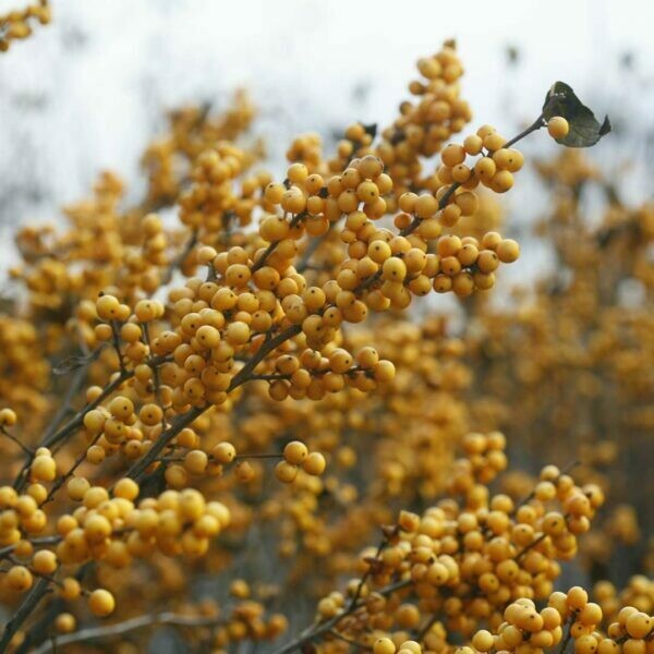 Ilex verticillata &#39;Berry Heavy Gold&#39; 3 gal