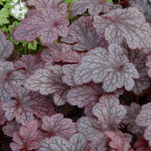 Heuchera 'Plum Pudding' #1