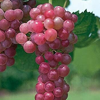 Vitis 'Reliance' 2 gal