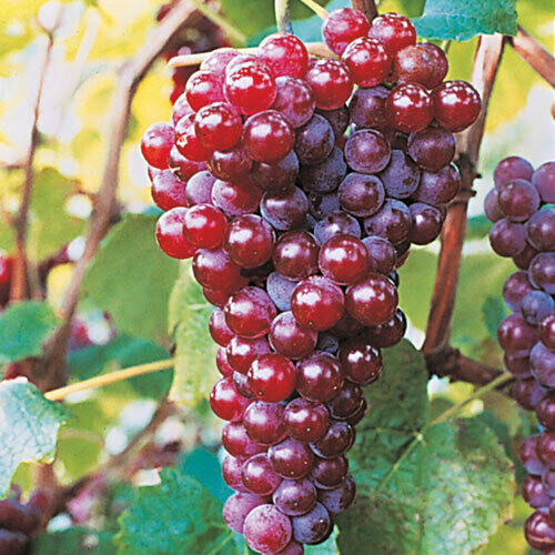 Vitis labrusca &#39;Canadice&#39; 2 gal