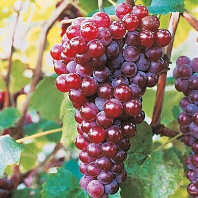Vitis labrusca &#39;Canadice&#39; 2 gal