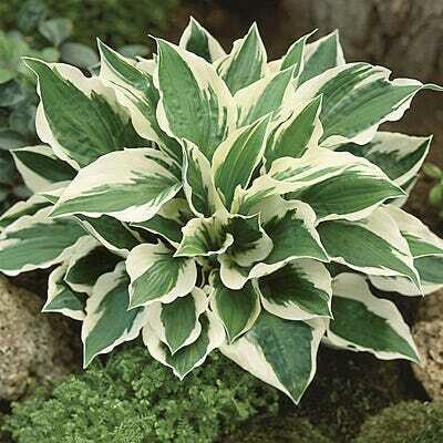 Hosta &#39;Patriot&#39; 2 gal