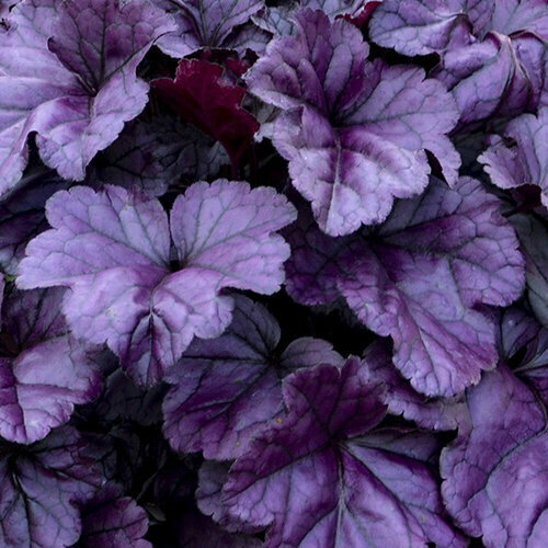 Heuchera &#39;Wildberry&#39; #1