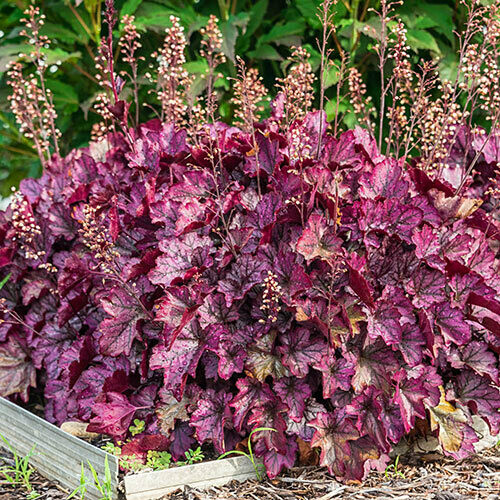Heuchera &#39;Palace Purple&#39; 2 gal