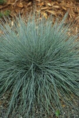 Festuca Cinerea "Elijah Blue" #2