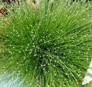 Grass Live Wire Fiber Optic #4