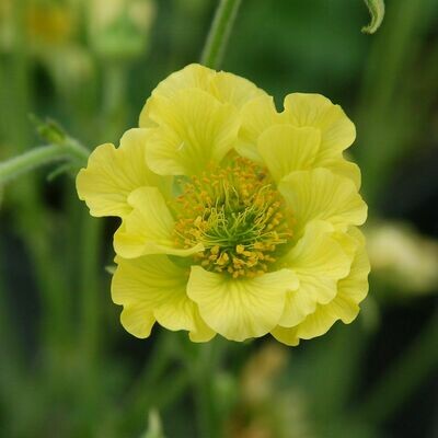 Geum 'Banana Daquiri' 3 gal