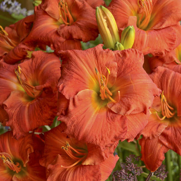 Hemerocallis &#39;Desert Flame&#39; 8&quot;