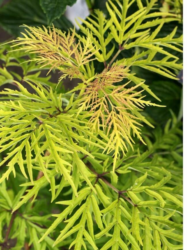 Sambucus racemosa &#39;Lemon Lace&#39; 3 gal