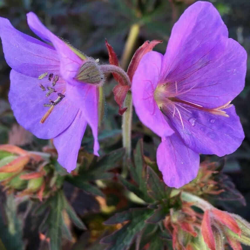 Geranium &#39;Boom Chocolatta&#39; 1 gal.