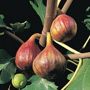 Fig Verns Brown Turkey 3 gal.
