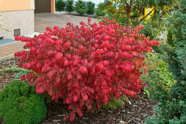 Euonymus alatus &#39;Compactus&#39; 3 gal