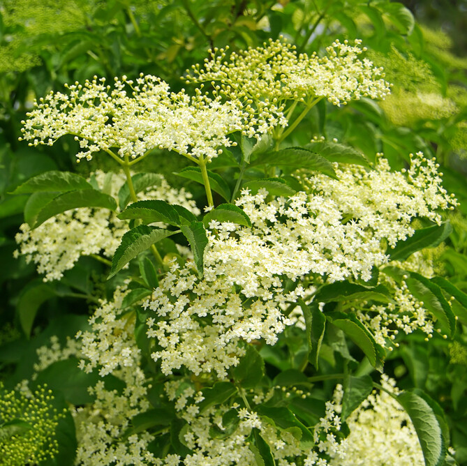 Elderberry Adams  Sambucus canadensis 3 gal.