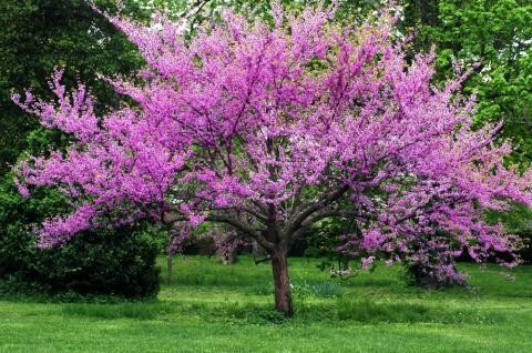 Cercis canadensis - Eastern Redbud 5 gal