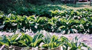 Symphytum 2 gal