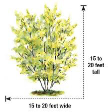 Hamamelis virginiana &#39;Harvest Moon&#39; 3 gal