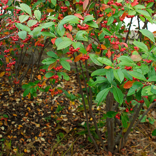 Aronia arbutifolia &#39;Brilliantissma&#39; 2 gal