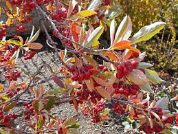 Aronia arbutifolia &#39;Brilliantissma&#39; 2 gal