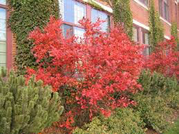 Aronia arbutifolia &#39;Brilliantissma&#39; 2 gal