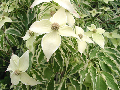 dogwood Cornus kousa &#39;Wolf Eyes&#39; 7 gal