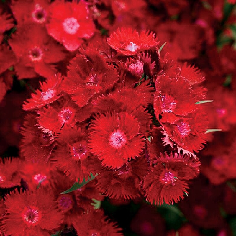 Dianthus &#39;Rockin Red&#39; 1 gal