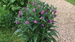 Symphytum 2 gal