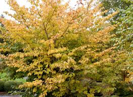 Hamamelis virginiana &#39;Harvest Moon&#39; 3 gal