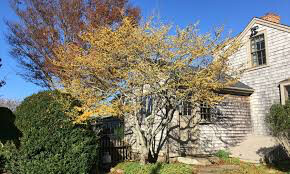 Hamamelis virginiana &#39;Harvest Moon&#39; 3 gal