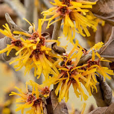 Hamamelis virginiana &#39;Harvest Moon&#39; 3 gal