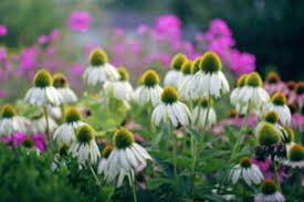 Echinacea &#39;White Swan&#39; 1 gal