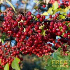 Aronia arbutifolia &#39;Brilliantissma&#39; 2 gal