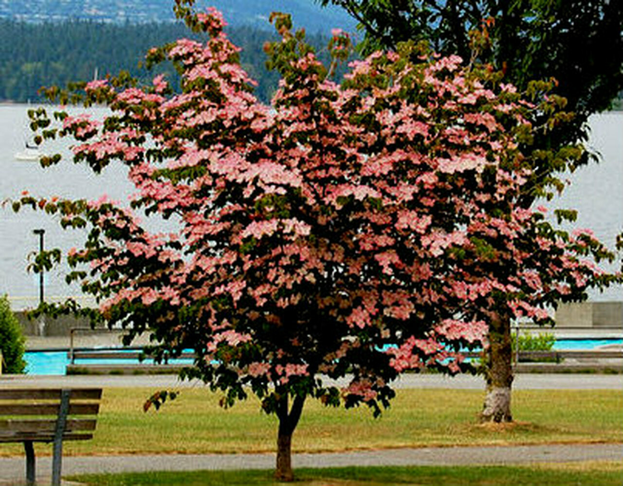 dogwood Cornus kousa &#39;Stellar Pink&#39; 10 gal