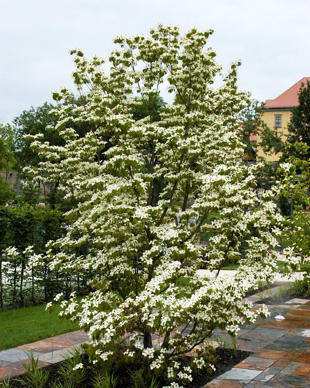 dogwood Cornus kousa var. chinensis &#39;Milky Way&#39; 10 gal