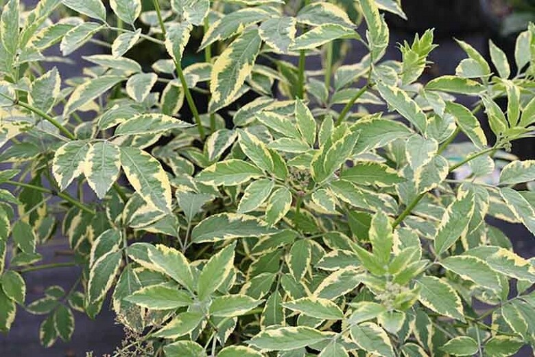 Sambucus nigra &#39;Instant Karma&#39; 3 gal