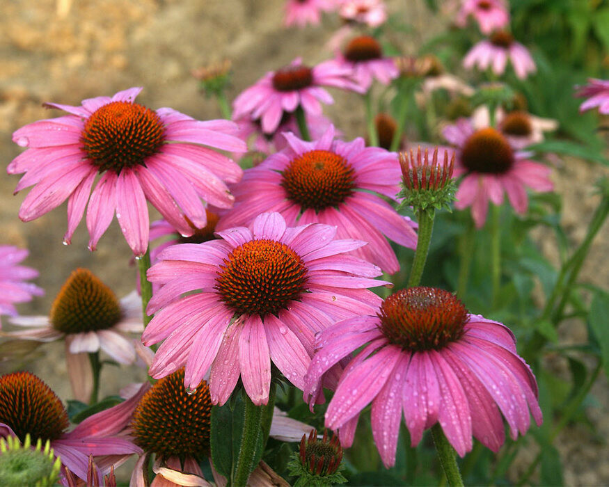 Echinacea &#39;Prairie Splendor&#39; #2