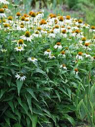 Echinacea &#39;White Swan&#39; 1 gal
