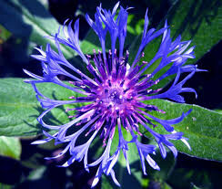 Centaurea montana 1 gal