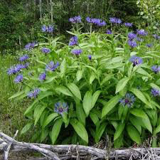 Centaurea montana 1 gal