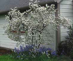 Aronia arbutifolia &#39;Brilliantissma&#39; 2 gal