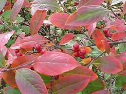 Aronia arbutifolia &#39;Brilliantissma&#39; 2 gal