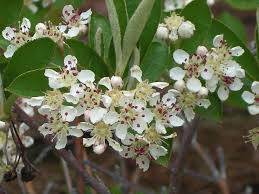 Aronia arbutifolia &#39;Brilliantissma&#39; 2 gal