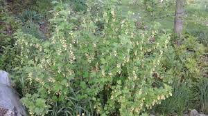 Currant Ribes rubrum &#39;Champagne Pink&#39; #2