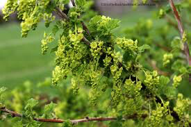 Currant Ribes rubrum &#39;Champagne Pink&#39; #2