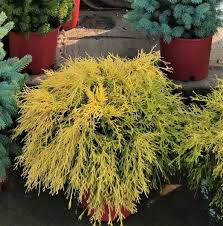 cypress Chamaecyparis pisifera &#39;Filifera Aurea&#39;  Gold Thread 3 gal