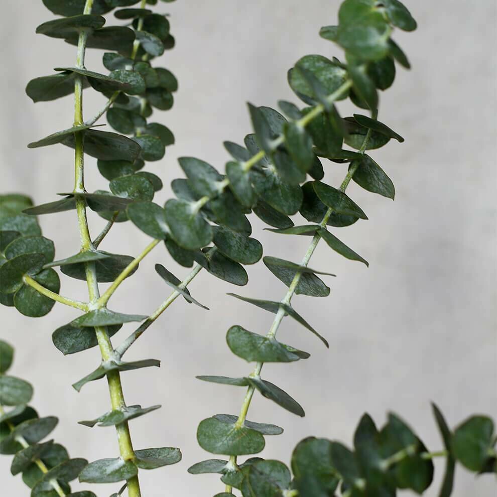 Eucalyptus 4.5"