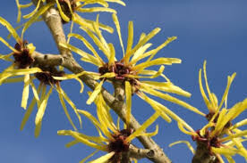 Hamamelis virginiana 'Harvest Moon' 3 gal