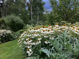 Echinacea &#39;White Swan&#39; 1 gal